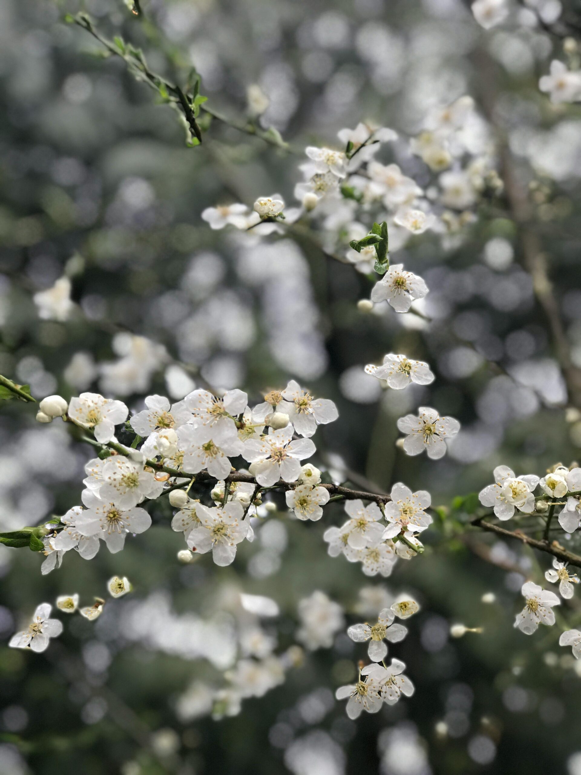 Delicate white cherry blossoms blooming in springtime, captured in a close-up view.