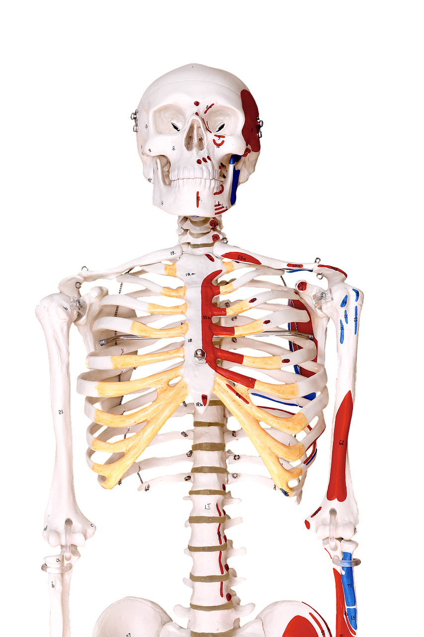skeleton, human, model, physio, anatomy, physio, physio, physio, anatomy, anatomy, anatomy, anatomy, anatomy