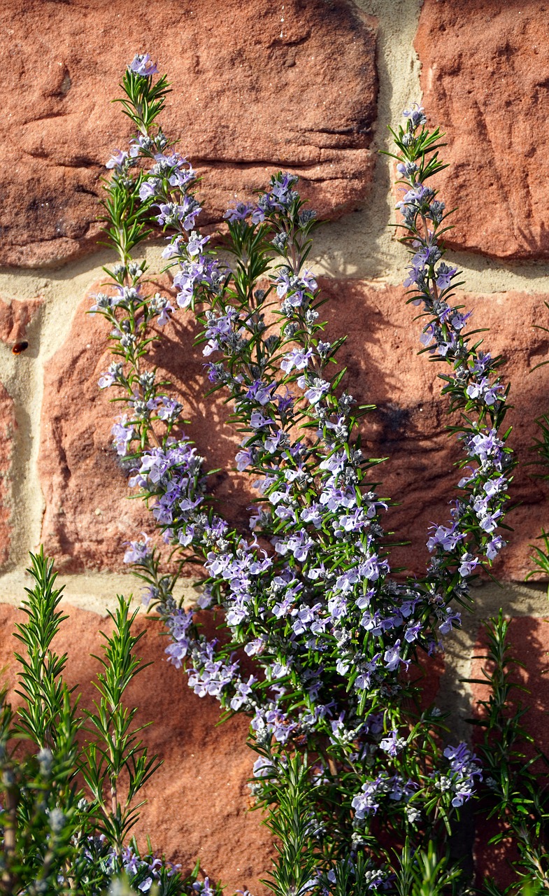 rosemary, blossom, bloom, seasoning, blue, culinary herbs, nature, spring